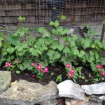 hyacinth bean vines weaving their way up the wall