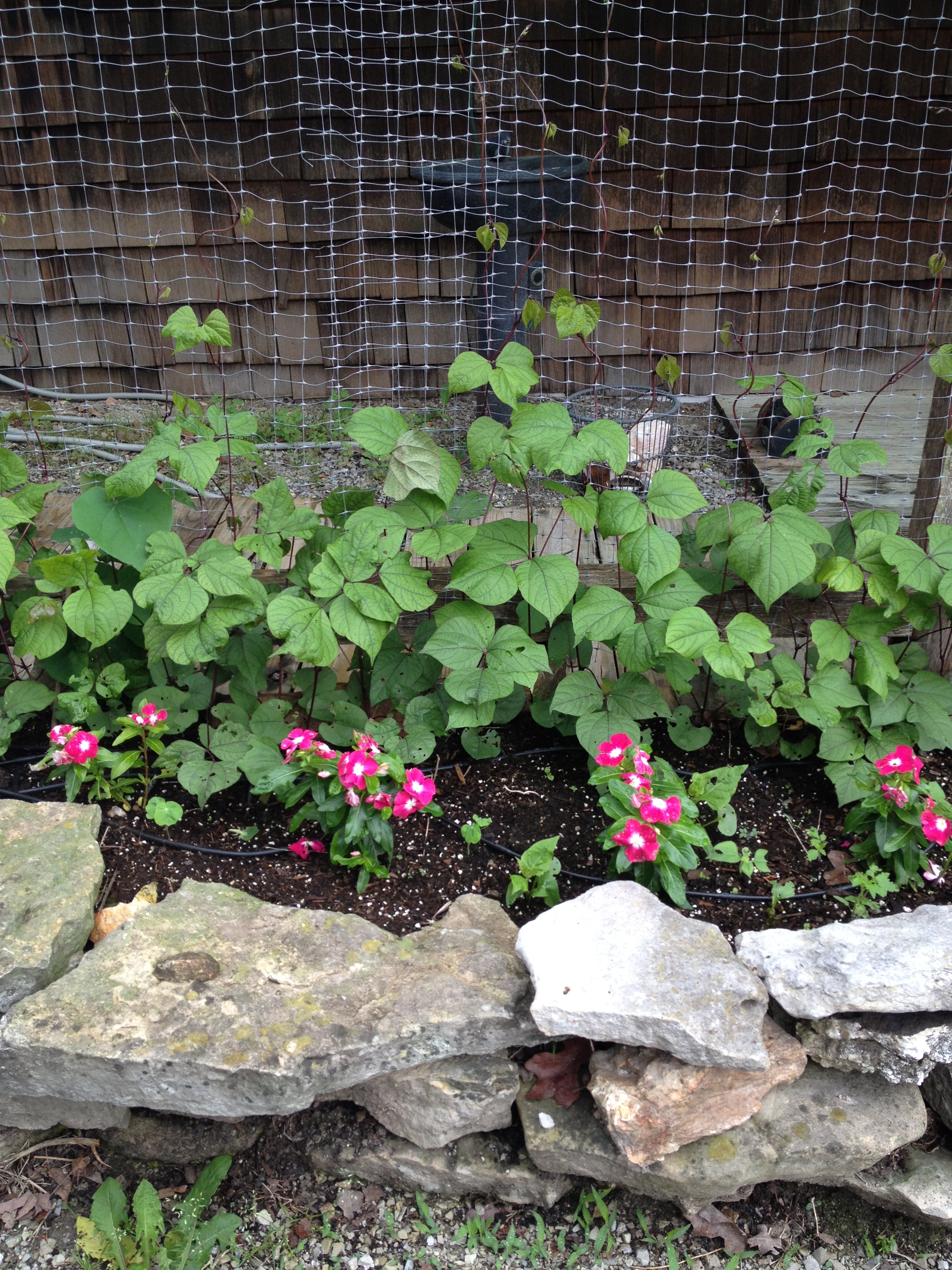 hyacinth bean vines weaving their way up the wall