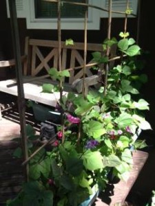 basket-weaving-with-sticks-trellis